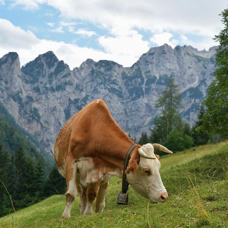 SolčavaTourist Farm Gradisnikアパートメント エクステリア 写真
