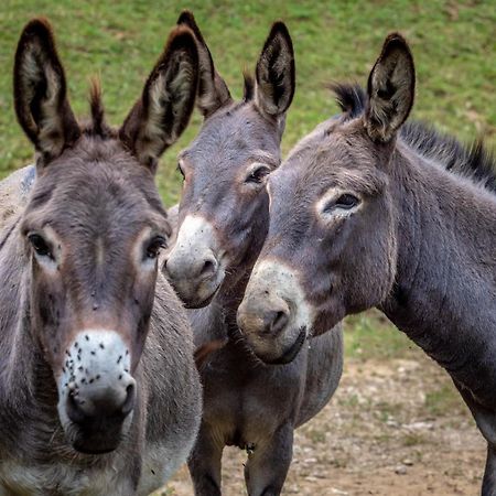 SolčavaTourist Farm Gradisnikアパートメント エクステリア 写真