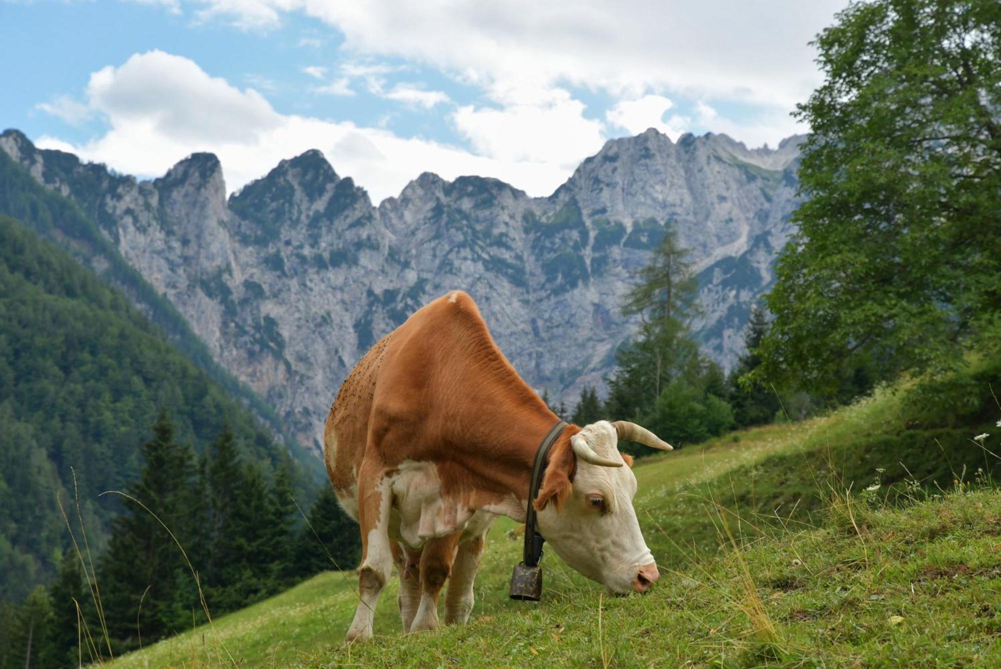 SolčavaTourist Farm Gradisnikアパートメント エクステリア 写真