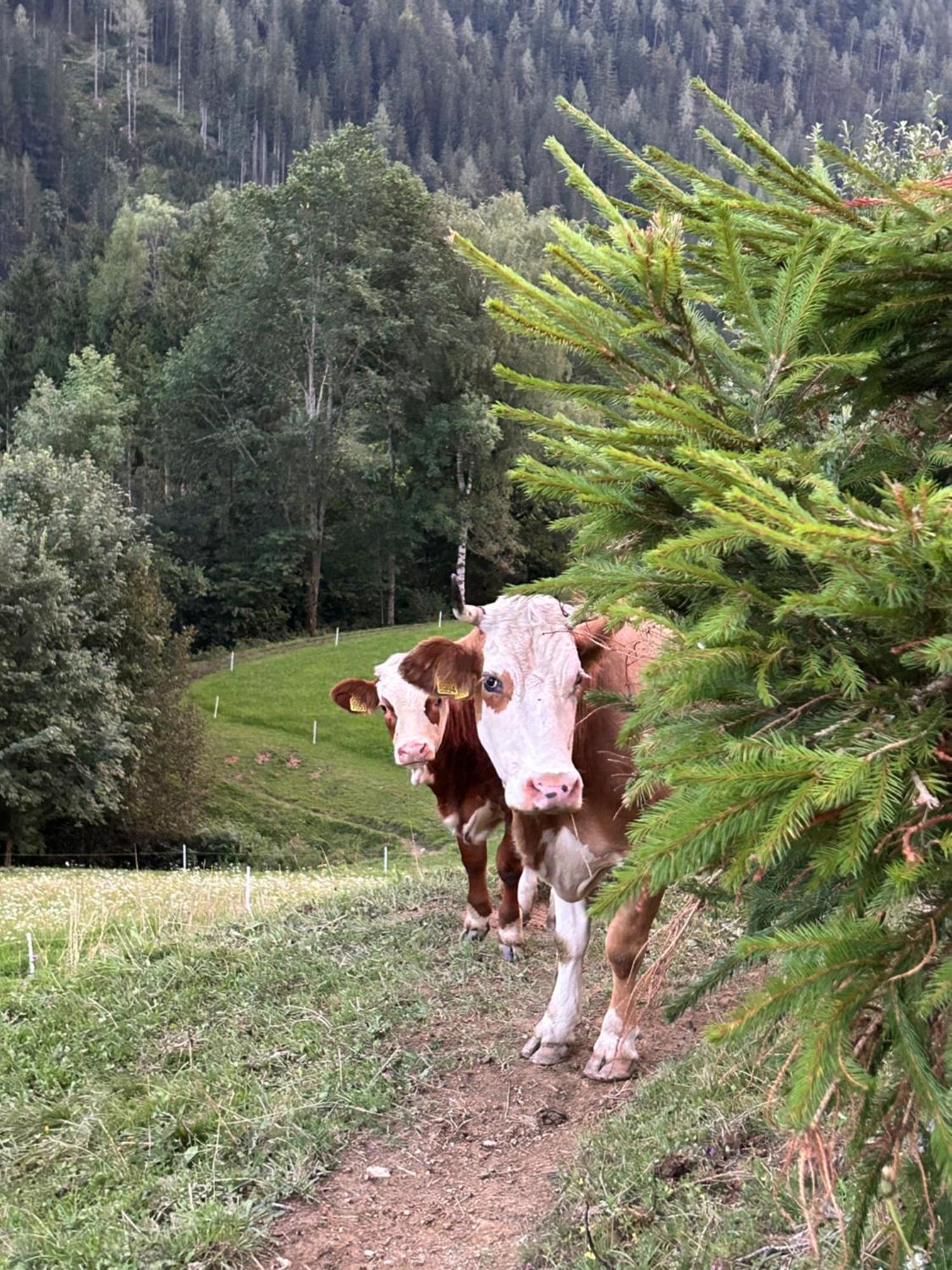 SolčavaTourist Farm Gradisnikアパートメント エクステリア 写真
